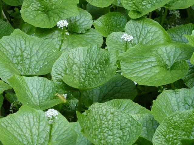 f:id:noririn3103:20190414142918j:plain