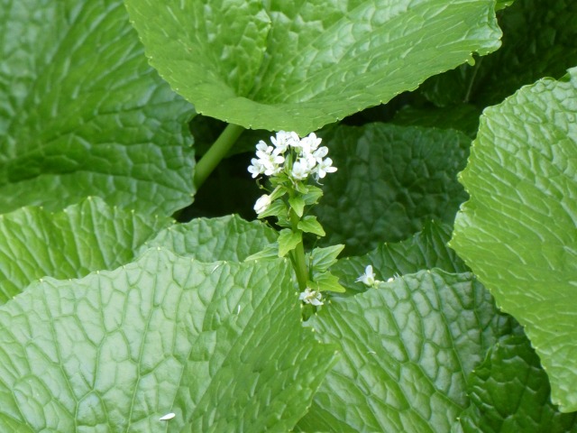 f:id:noririn3103:20190414142944j:plain