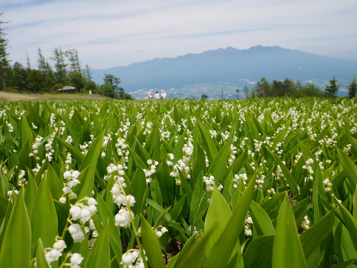f:id:noririn3103:20210709154026j:plain