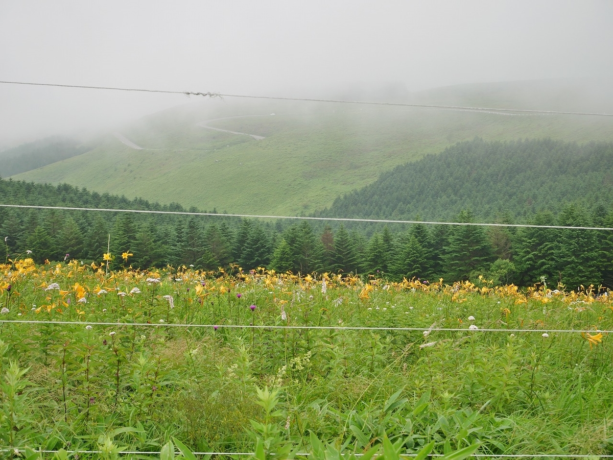 f:id:noririn3103:20210807164122j:plain