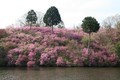 第二番・楞厳寺（みつばつつじ）