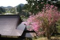 第二番・楞厳寺（みつばつつじ）