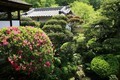 第十九蟠・長岳寺（ひらどつつじ）