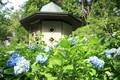 第十番・摩耶山天上寺（あじさい）