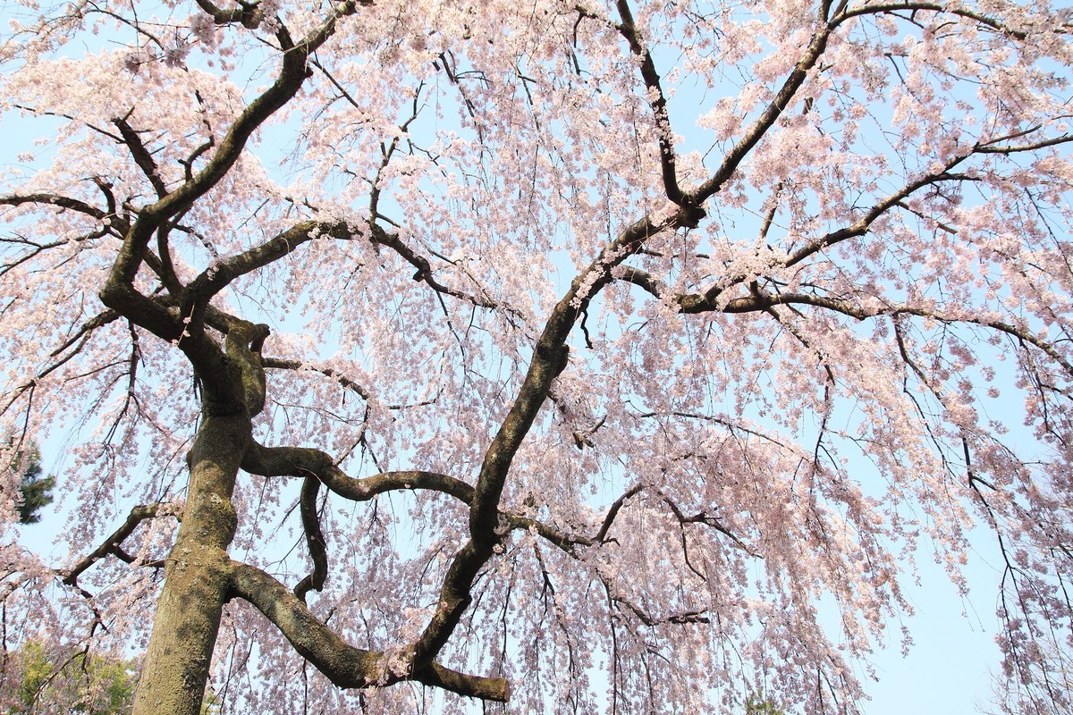 f:id:noririn_0610:20190327091122j:plain f:id:noririn_0610:20190327091122j:plain