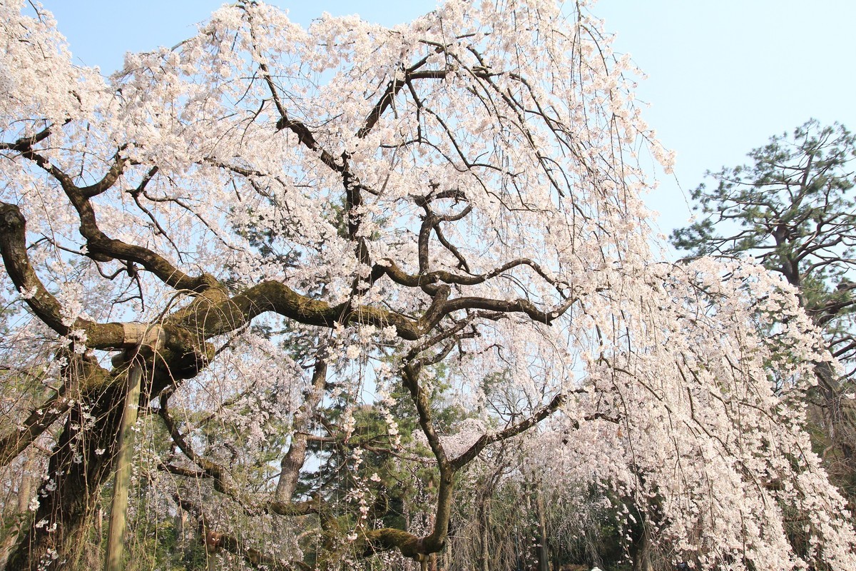 f:id:noririn_0610:20190327094104j:plain f:id:noririn_0610:20190327094104j:plain