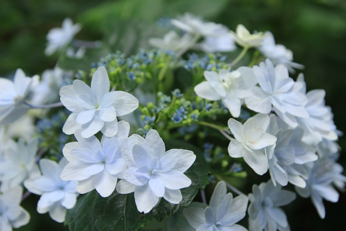 f:id:noririn_0610:20190620093728j:plain f:id:noririn_0610:20190620093728j:plain