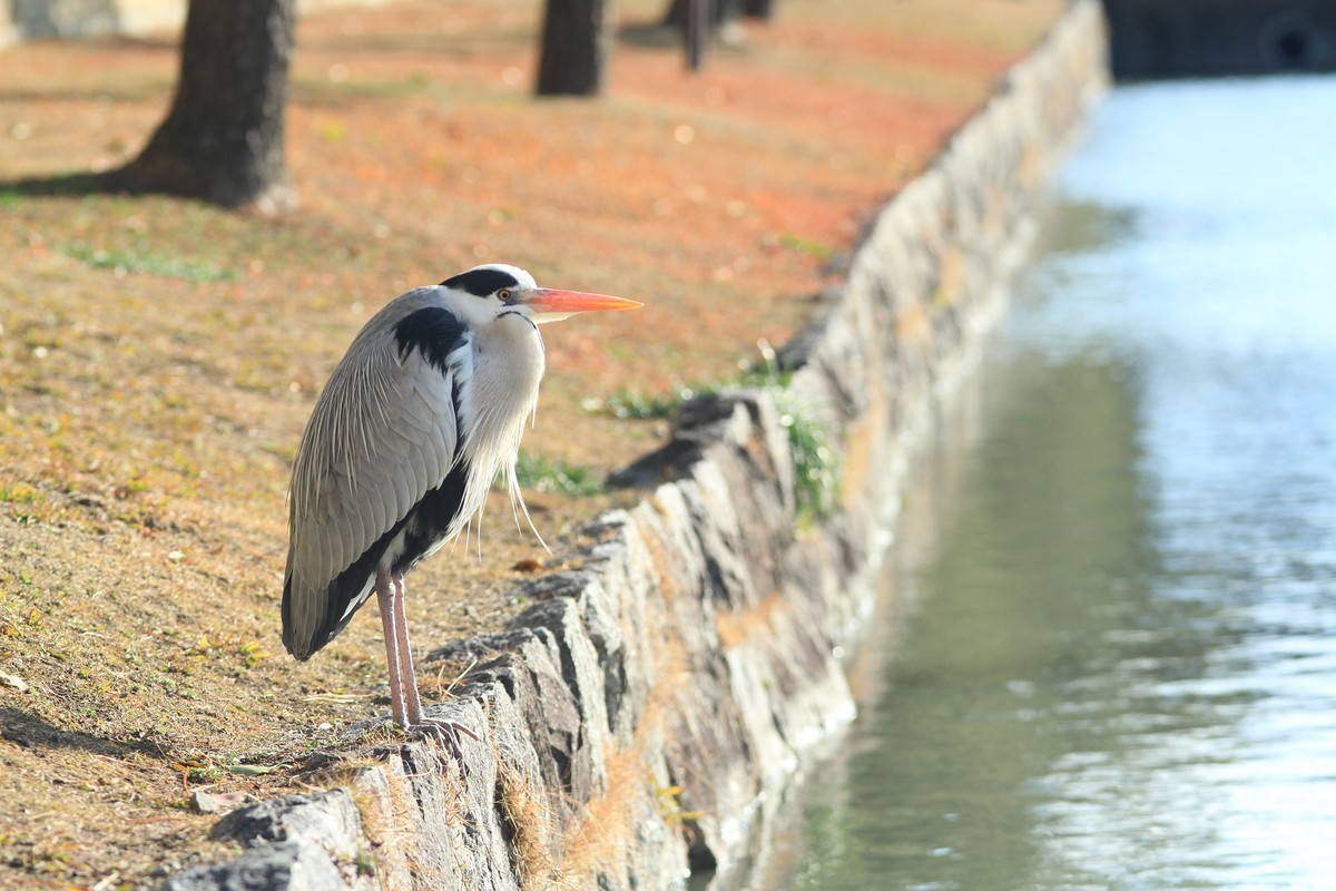 f:id:noririn_0610:20210129093454j:plain