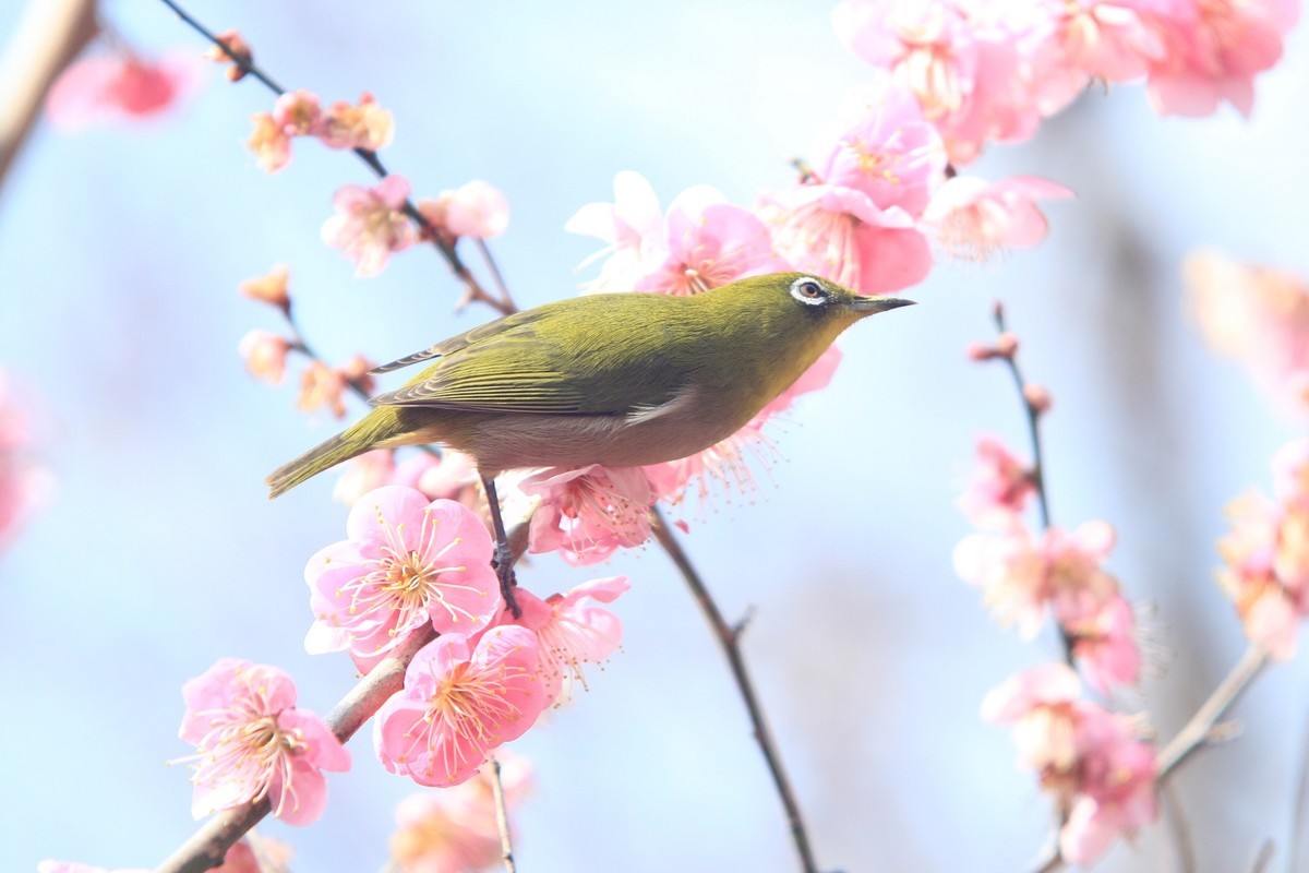 f:id:noririn_0610:20210221102723j:plain