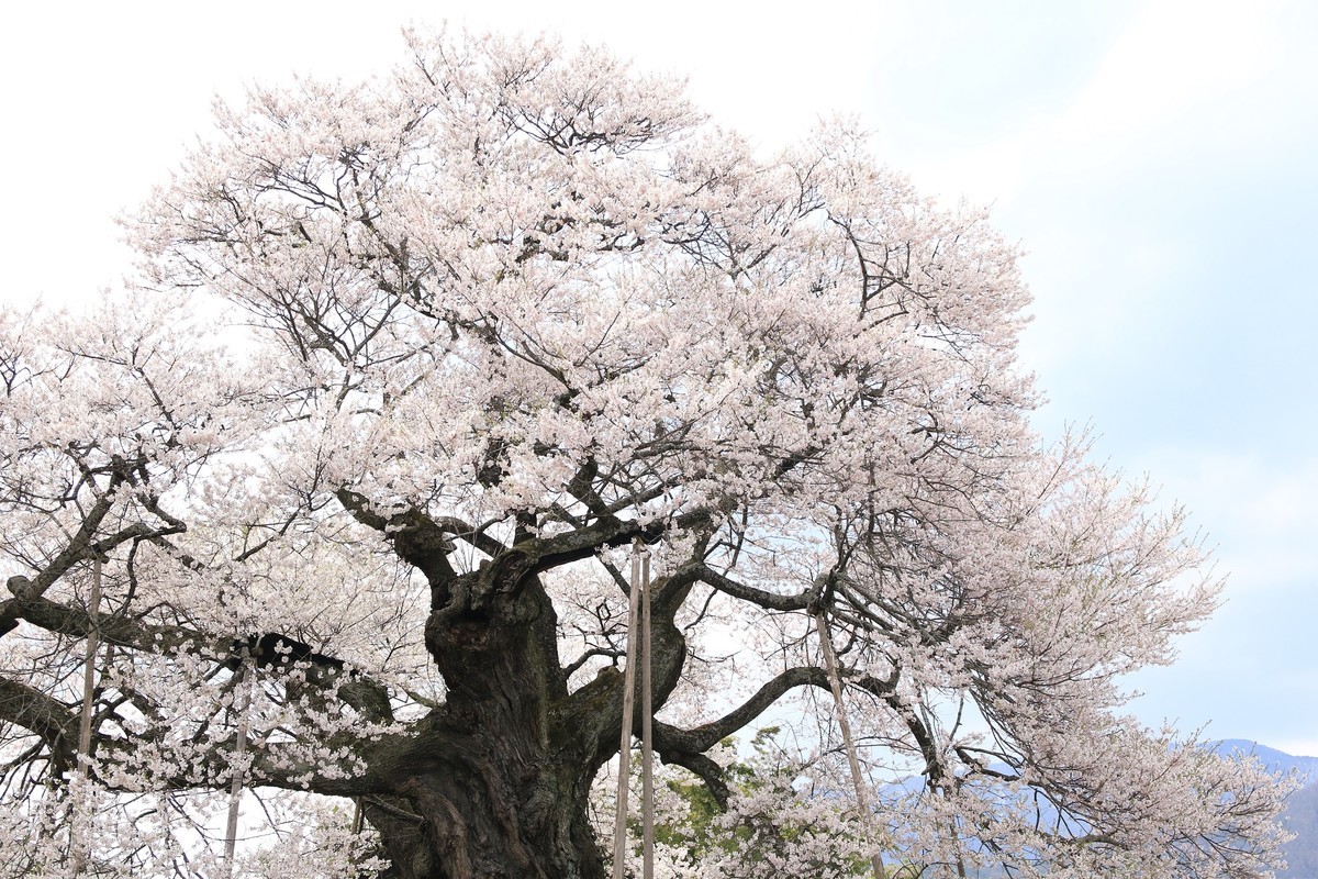 f:id:noririn_0610:20210408124326j:plain