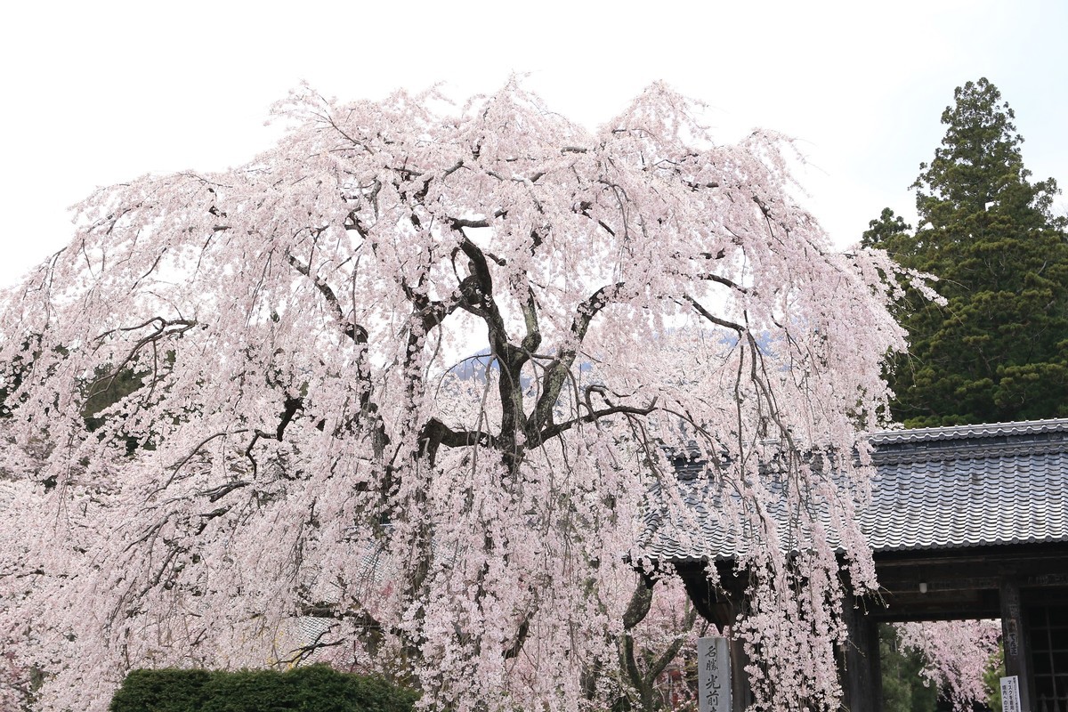 f:id:noririn_0610:20210408142521j:plain