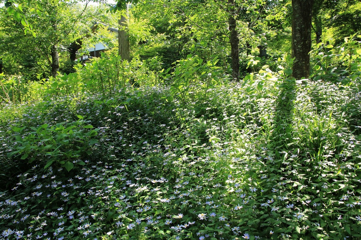 f:id:noririn_0610:20210601093903j:plain