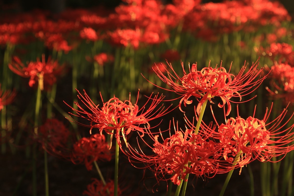 f:id:noririn_0610:20210921061014j:plain