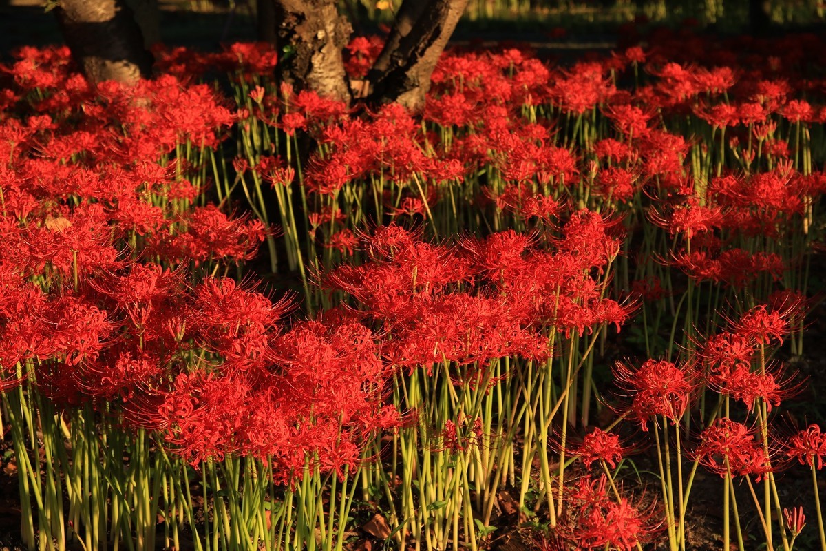 f:id:noririn_0610:20210921061418j:plain