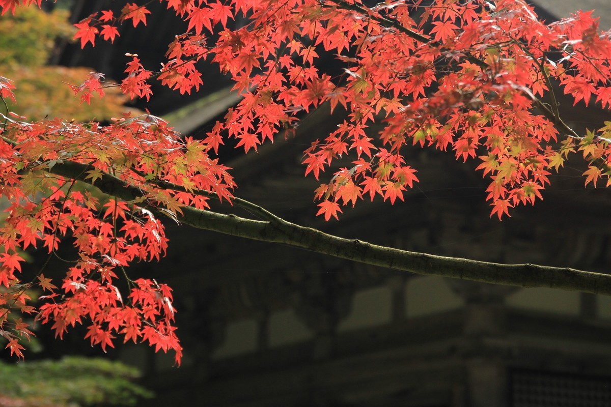 f:id:noririn_0610:20211102095142j:plain