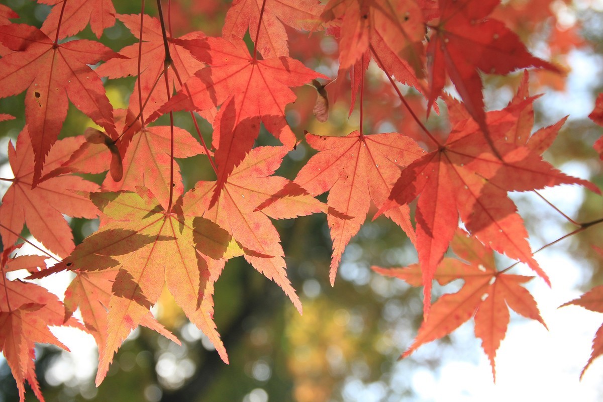 f:id:noririn_0610:20211102114053j:plain