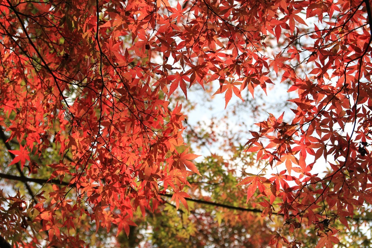 f:id:noririn_0610:20211102134328j:plain