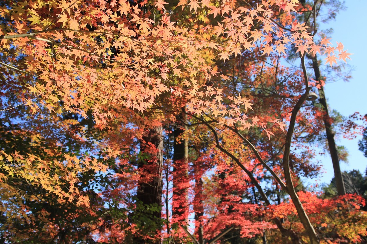 f:id:noririn_0610:20211113103110j:plain