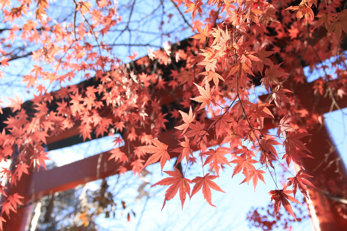 f:id:noririn_0610:20211201091138j:plain