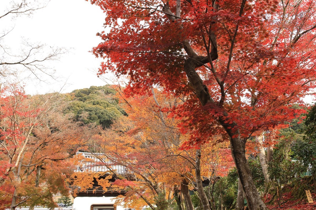 f:id:noririn_0610:20211201101209j:plain