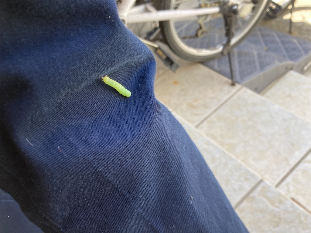 f:id:norisuke_oni-san:20240613222922j:image