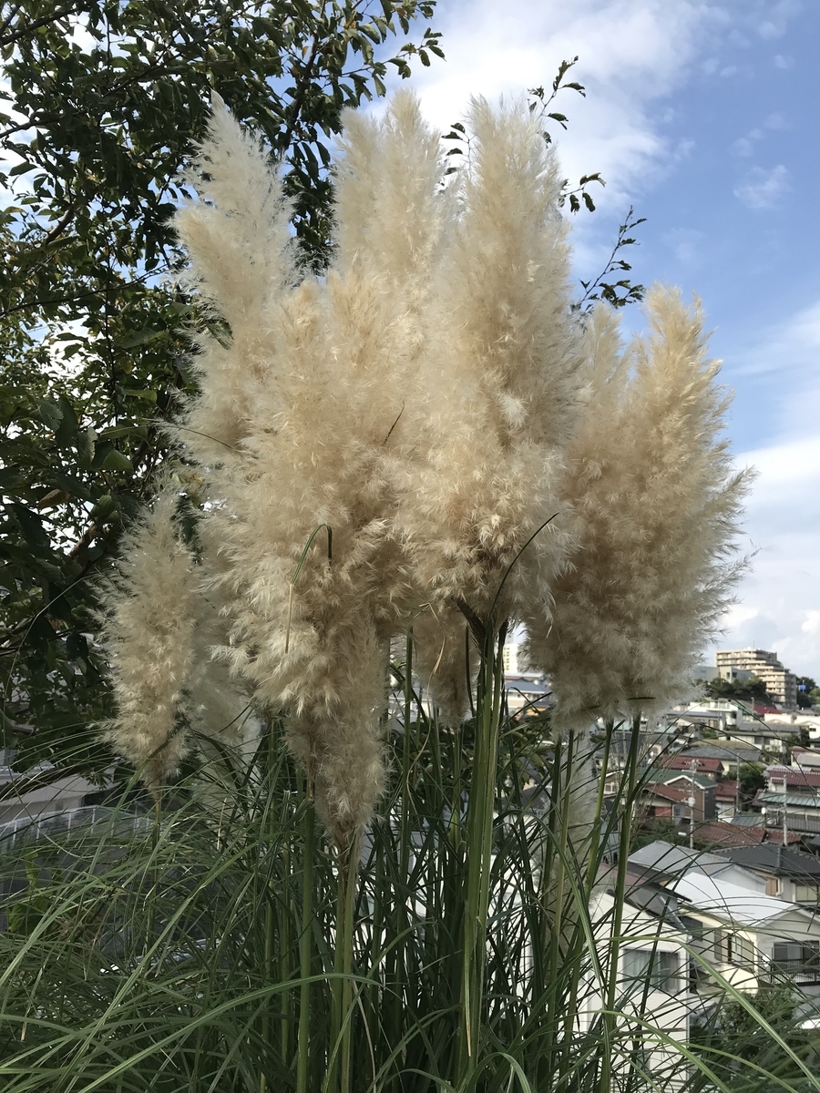 f:id:norisuke_slow_life:20191114221808j:plain