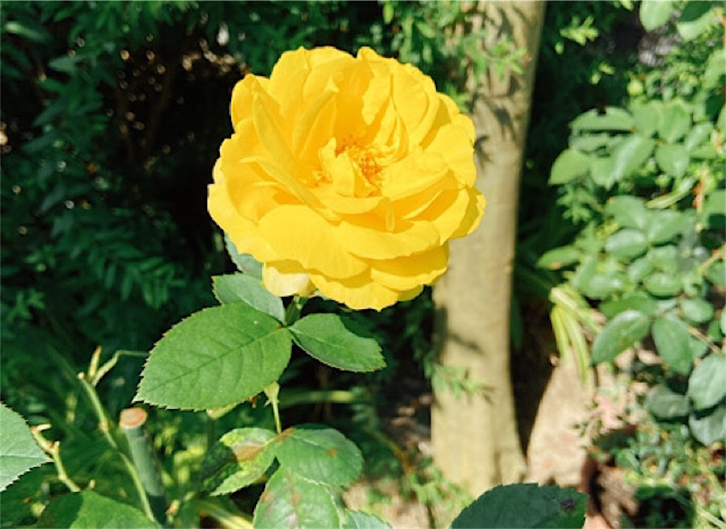 f:id:noritamasuka:20211017145604j:image f:id:noritamasuka:20211017145604j:image