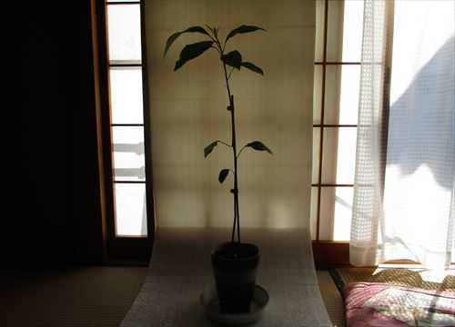 f:id:noritomi294:20170104144155j:plain f:id:noritomi294:20170104144155j:plain
