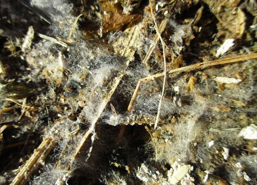 f:id:noritomi294:20170124204432j:plain f:id:noritomi294:20170124204432j:plain