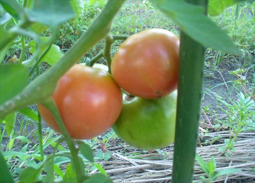 f:id:noritomi294:20170127164839j:plain f:id:noritomi294:20170127164839j:plain