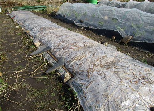 f:id:noritomi294:20170130175553j:plain