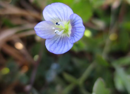 f:id:noritomi294:20170131201306j:plain f:id:noritomi294:20170131201306j:plain