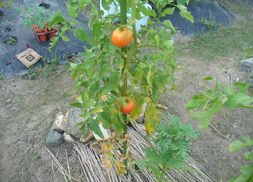 f:id:noritomi294:20170131201632j:plain f:id:noritomi294:20170131201632j:plain