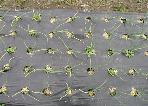 f:id:noritomi294:20170204163805j:plain f:id:noritomi294:20170204163805j:plain