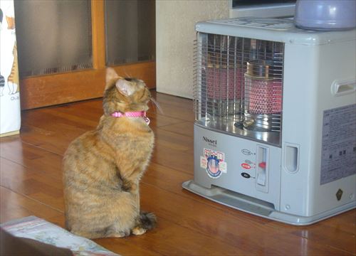 f:id:noritomi294:20170206172351j:plain