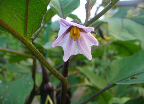 f:id:noritomi294:20170219172319j:plain f:id:noritomi294:20170219172319j:plain