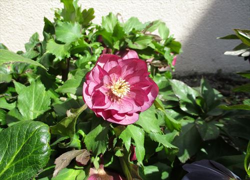 f:id:noritomi294:20170310202800j:plain