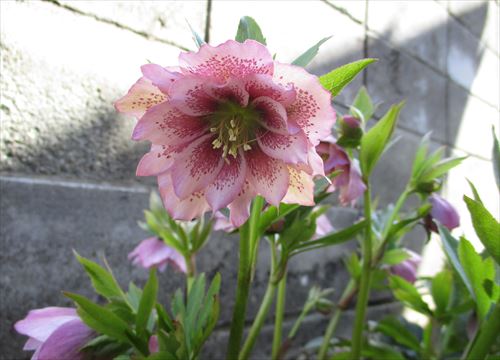 f:id:noritomi294:20170310203235j:plain
