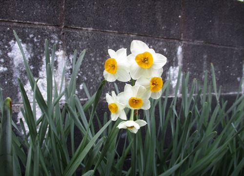 f:id:noritomi294:20170406130638j:plain f:id:noritomi294:20170406130638j:plain
