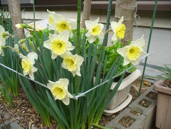 f:id:noritomi294:20170406131934j:plain f:id:noritomi294:20170406131934j:plain