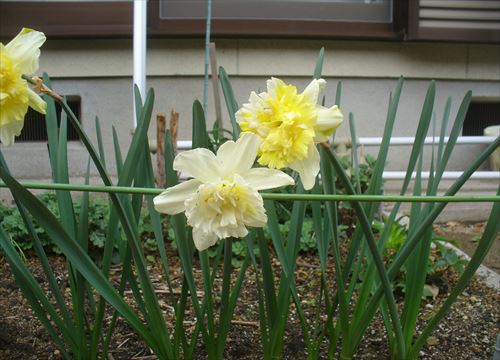 f:id:noritomi294:20170406132724j:plain f:id:noritomi294:20170406132724j:plain