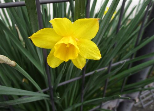 f:id:noritomi294:20170406134258j:plain f:id:noritomi294:20170406134258j:plain