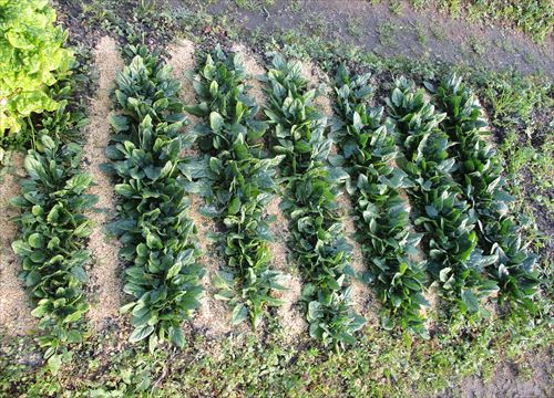 f:id:noritomi294:20170410163243j:plain