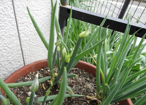 f:id:noritomi294:20170416113355j:plain f:id:noritomi294:20170416113355j:plain