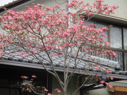 f:id:noritomi294:20190412085329j:plain f:id:noritomi294:20190412085329j:plain