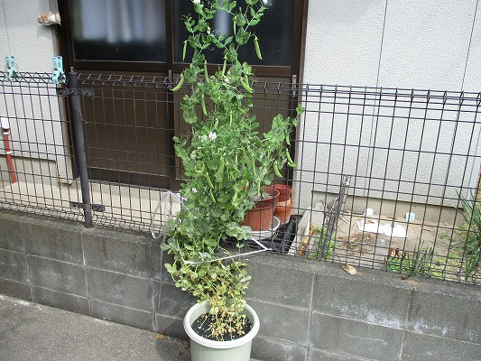 f:id:noritomi294:20190414095059j:plain f:id:noritomi294:20190414095059j:plain