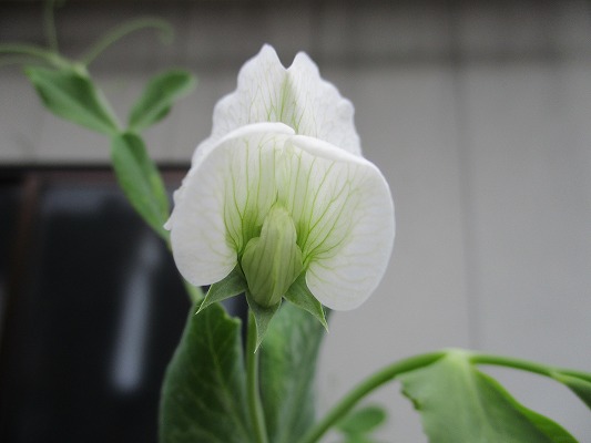 f:id:noritomi294:20190414095133j:plain f:id:noritomi294:20190414095133j:plain