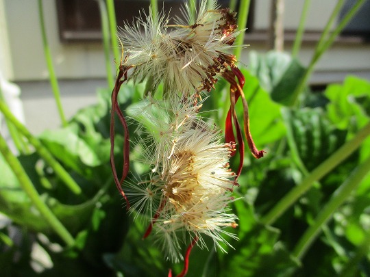 f:id:noritomi294:20190511112246j:plain f:id:noritomi294:20190511112246j:plain