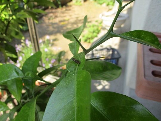 f:id:noritomi294:20190511114830j:plain f:id:noritomi294:20190511114830j:plain