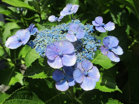 f:id:noritomi294:20190612095047j:plain f:id:noritomi294:20190612095047j:plain